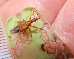 Parapoderus submarginatus