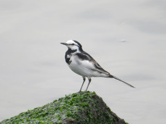 Motacilla alba lugens