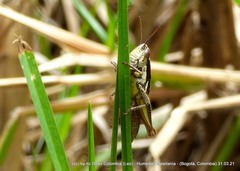 Bogotacris acuticauda