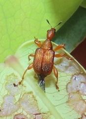 Parapoderus submarginatus