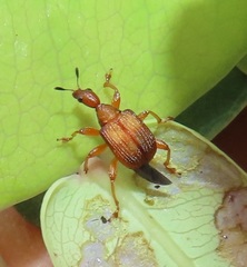 Parapoderus submarginatus
