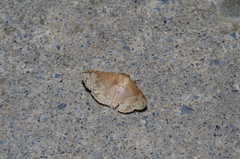 Canaea ryukyuensis