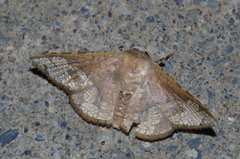 Canaea ryukyuensis