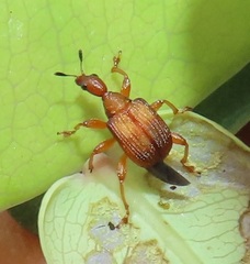Parapoderus submarginatus