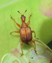 Parapoderus submarginatus