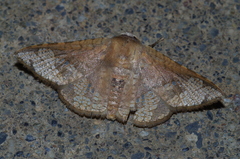 Canaea ryukyuensis