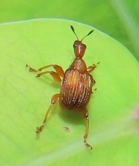 Parapoderus submarginatus