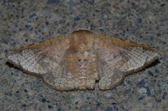 Canaea ryukyuensis