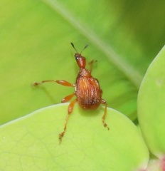 Parapoderus submarginatus