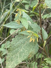 Triumfetta pilosa tomentosa