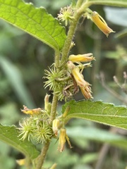 Triumfetta pilosa tomentosa
