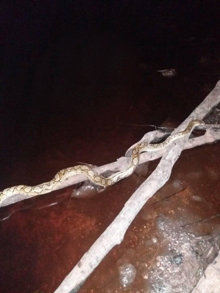 Reticulated Python from Kabupaten Gowa, Sulawesi Selatan, Indonesia on ...