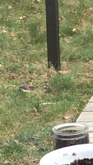 Fringilla montifringilla