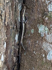 Notomabuya frenata