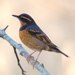 Varied Thrush - Photo (c) Pete, some rights reserved (CC BY-NC-SA)