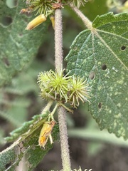 Triumfetta pilosa tomentosa
