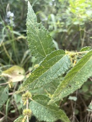 Triumfetta pilosa tomentosa