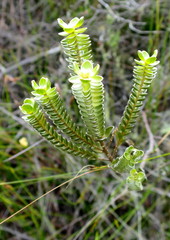 Gnidia chrysophylla