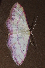 Idaea okinawensis
