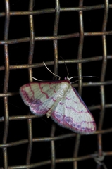 Idaea okinawensis