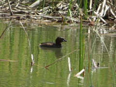 Tachybaptus ruficollis