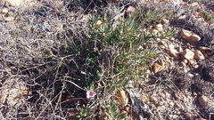 Pachypodium bispinosum