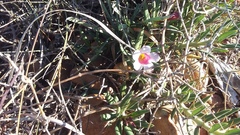 Pachypodium bispinosum