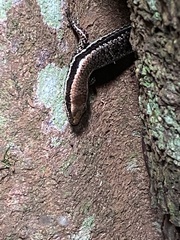 Notomabuya frenata