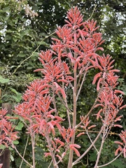 Aloe dyeri