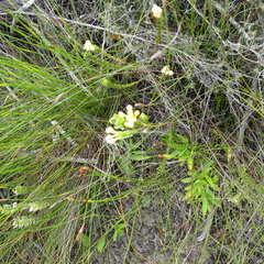 Gnidia chrysophylla