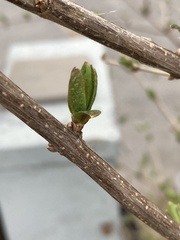 Dirca palustris