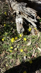 Hibbertia prostrata