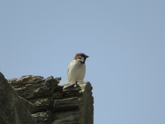 Passer montanus