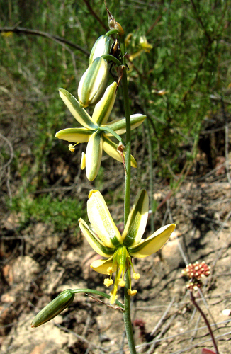 Albuca vittata