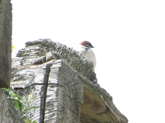 Passer montanus