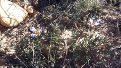 Blepharis procumbens