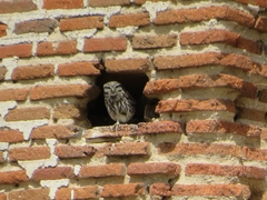 Athene noctua