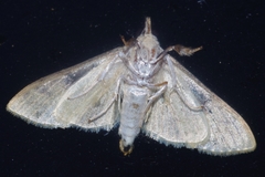 Pachynoa sabelialis
