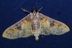 Pachynoa sabelialis
