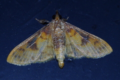 Pachynoa sabelialis