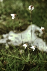 Gagea serotina
