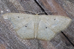 Scopula emma