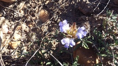 Blepharis procumbens