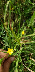Linum nodiflorum