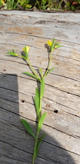 Linum nodiflorum