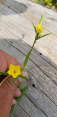 Linum nodiflorum
