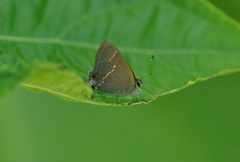 Electrostrymon endymion