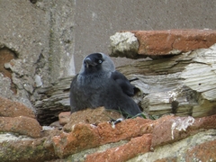 Corvus monedula