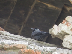 Corvus monedula