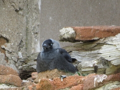 Corvus monedula